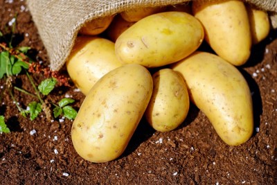 100 milijuna kuna za izgradnju skladišnih kapaciteta za krumpir